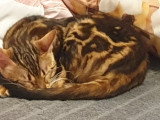 Chatons et adultes Bengal à vendre 850euro