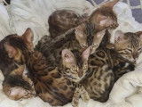 Chatons et adultes Bengal à vendre 850euro