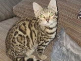 Chatons et adultes Bengal à vendre 850euro