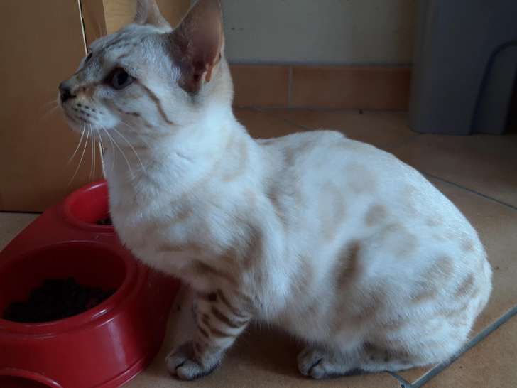 Chatons Bengal LOOF disponibles