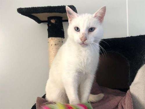 Mâle adulte robe blanche 12 ans 1/2 à adopter