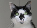 Femelle adulte robe noire et blanche 3 ans 1/2 recherche famille