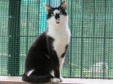 Femelle adulte robe noire et blanche 3 ans 1/2 recherche famille