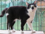 Femelle adulte robe noire et blanche 3 ans 1/2 recherche famille
