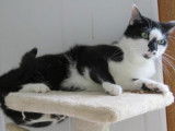 Femelle adulte robe noire et blanche 3 ans 1/2 recherche famille