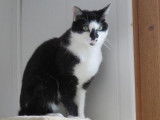 Femelle adulte robe noire et blanche 3 ans 1/2 recherche famille