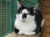 Femelle adulte robe noire et blanche 3 ans 1/2 recherche famille