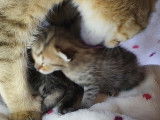 Chatons pure race Pixie Bob, Très Belles Naissances