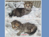 Chatons pure race Pixie Bob, Très Belles Naissances