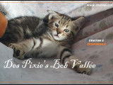 Chatons pure race Pixie Bob, Très Belles Naissances