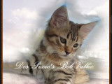 Chatons pure race Pixie Bob, Très Belles Naissances