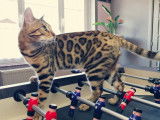 Étalon Bengal brown pour saillie