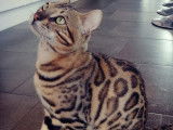 Étalon Bengal brown pour saillie