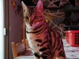 Étalon Bengal brown pour saillie