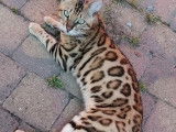 Étalon Bengal brown pour saillie