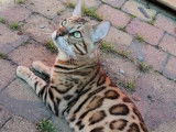Étalon Bengal brown pour saillie