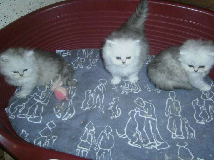 3 chatons Persan nés en août 2021, 1 mâle et 2 femelles silver shaded à réserver
