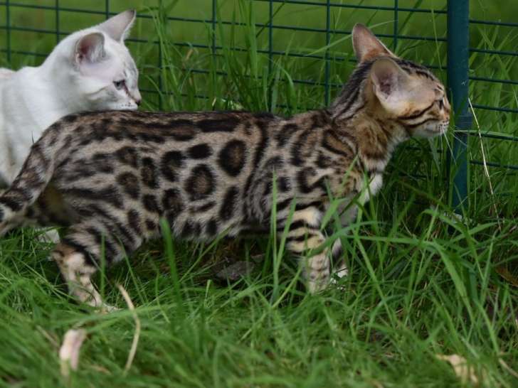 À vendre, un chaton Bengal de 2021, femelle brown tabby à rosettes
