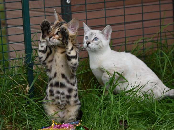 Chatonne Bengal née en 2021, snow lynx à rosettes à vendre