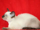 Disponibles à la réservation, 3 chatons femelles Siamois de juillet 2021, seal point