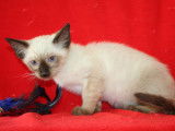Disponibles à la réservation, 3 chatons femelles Siamois de juillet 2021, seal point