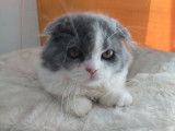 Chaton Highland Fold en vente, femelle black point née en mai 2021