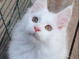 Chaton Maine Coon blanc, m&acirc;le de juillet 2021 &agrave; r&eacute;server