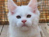 Chaton Maine Coon blanc, m&acirc;le de juillet 2021 &agrave; r&eacute;server