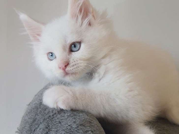 Réservation ouverte pour un chaton femelle Maine Coon née en août 2021, pelage blanc