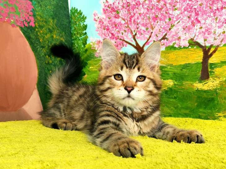 À vendre, chatons Sibérien mâles et femelles brown blotched tabby d’avril 2021