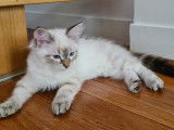 Chatons Siberiens à vendre