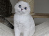 Chatons Scottish Fold de pure race à vendre