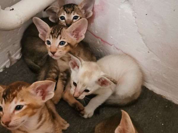 5 chatons Siamois, 4 mâles et 1 femelle nés en août 2021 à réserver