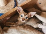 5 chatons Siamois, 4 mâles et 1 femelle nés en août 2021 à réserver