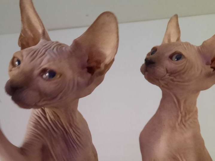 4 chatons Sphynx de 2021, 1 mâle et 3 femelles disponibles à la vente