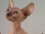 4 chatons Sphynx de 2021, 1 mâle et 3 femelles disponibles à la vente