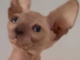 4 chatons Sphynx de 2021, 1 mâle et 3 femelles disponibles à la vente