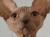 4 chatons Sphynx de 2021, 1 mâle et 3 femelles disponibles à la vente