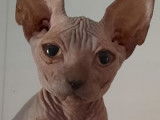 4 chatons Sphynx de 2021, 1 mâle et 3 femelles disponibles à la vente