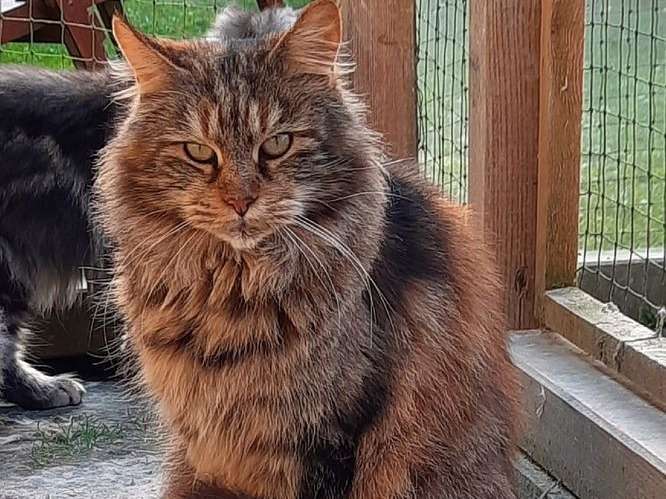 Chat adulte de 6 ans, femelle Maine Coon brown shaded tabby à vendre