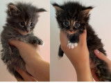 Réservation ouverte pour 7 chatons Maine Coon de 2021, 2 mâles et 5 femelles