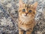 À réserver, 3 chatons femelles Scottish Straight de juillet 2021