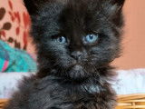 Disponible pour réservation, chaton Maine Coon né en août 2021, femelle black smoke