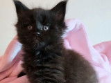 Disponible pour réservation, chaton Maine Coon né en août 2021, femelle black smoke