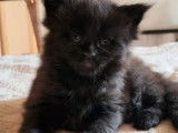 Disponible pour réservation, chaton Maine Coon né en août 2021, femelle black smoke