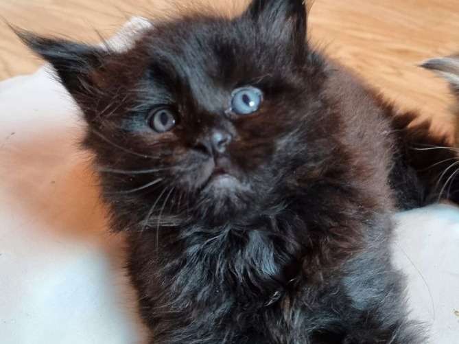 Disponible pour réservation, chaton Maine Coon né en août 2021, femelle black smoke