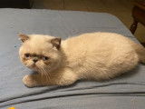 2 chatons Exotic Shorthair à vendre, un mâle et une femelle nés en mars 2021