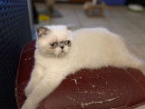 2 chatons Exotic Shorthair à vendre, un mâle et une femelle nés en mars 2021