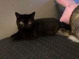 2 chatons Exotic Shorthair à vendre, un mâle et une femelle nés en mars 2021