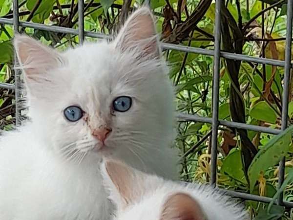 4 chatons Sacré de Birmanie à vendre, 2 mâles et 2 femelles red point nés en 2021